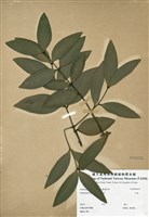 藏品(竹柏)的圖片